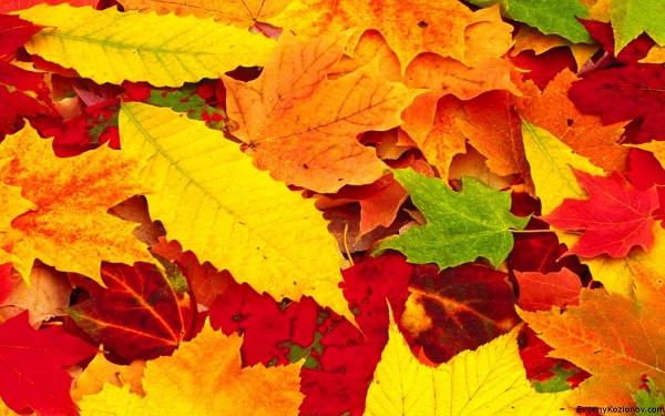 Red-Autumn-Leaves-Photography-HD-Wallpapers-for-Beckground-5