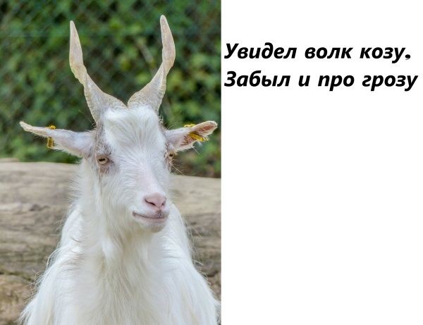 girgentana-goat-